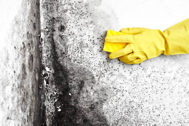 Best Attic Mold Removal  in Hialeah Gardens, FL